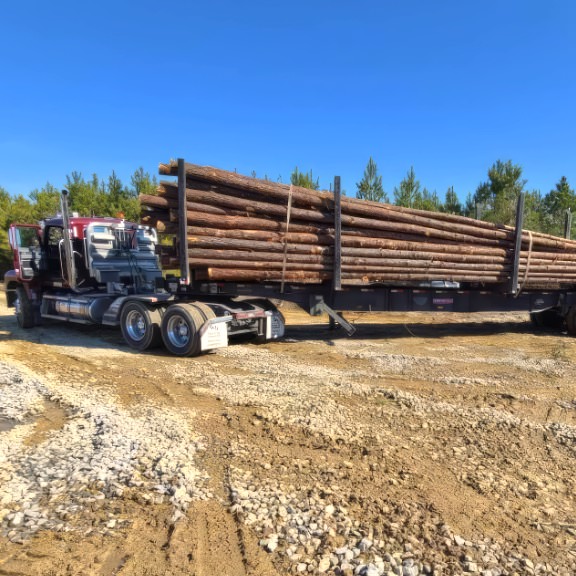 Logging truck haulign away large tree logs to a local mill for processing