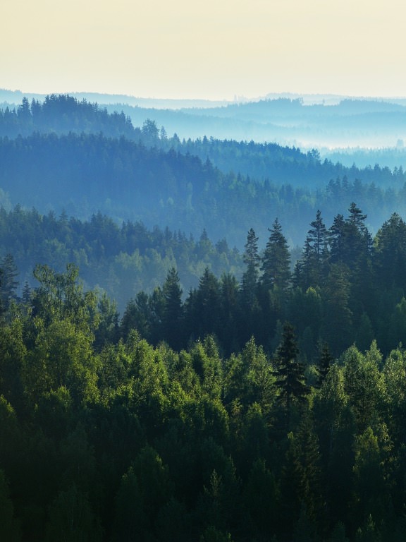 Forests in the mountains of Virginia and North Carolina